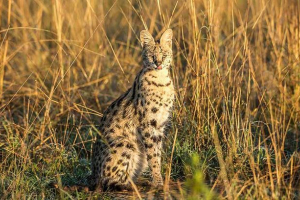 Зміст сервоприводу вдома - що звернути увагу? Зміст сервоприводу вдома - що звернути увагу?